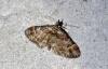 Gymnoscelis rufifasciata